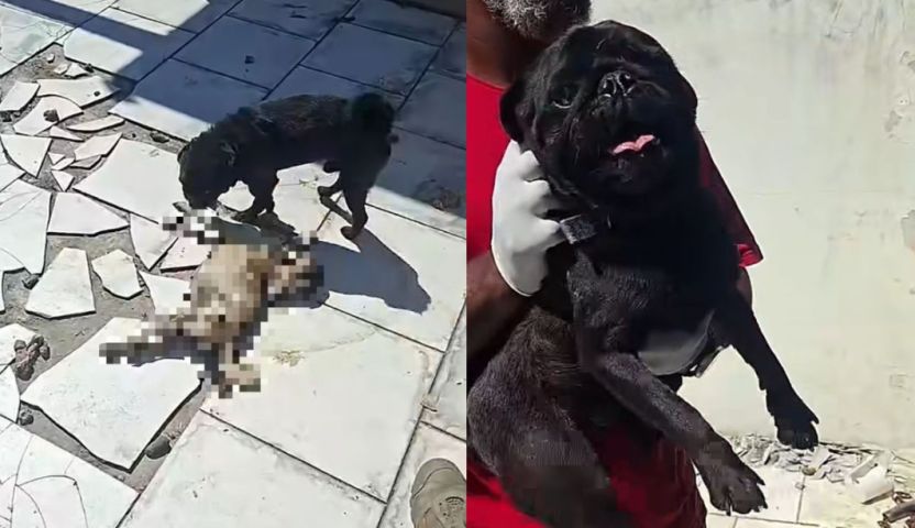 Em SC: Pug morre após dias sem comida e é encontrado sendo devorado por outro cão da mesma raça