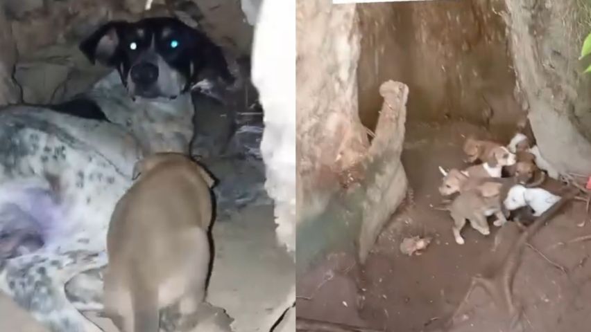 (VÍDEO) Cadelinha com filhotes é encontrada vivendo dentro de árvore às margens do Rio Tubarão