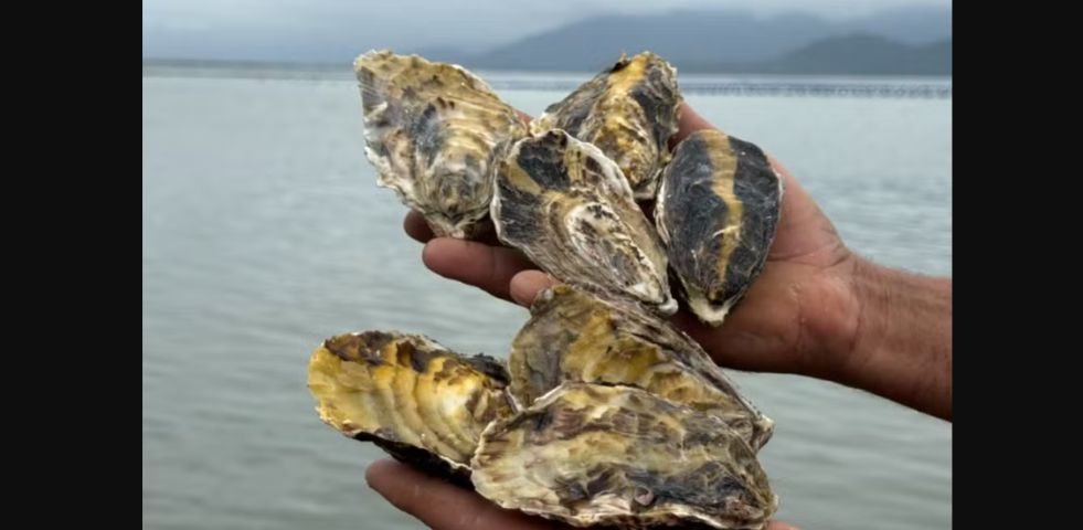 SC deve perder 90% da safra de ostras após mudanças climáticas afetarem produção
