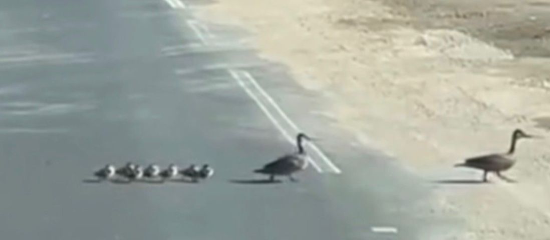 (Vídeo) Família de marrecos atravessa rodovia e atrai atenção de motoristas em Tubarão