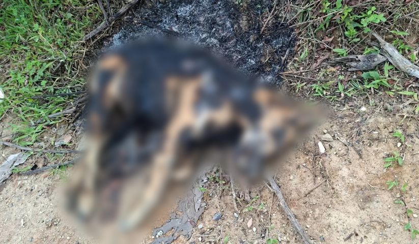 Cachorro é encontrado carbonizado na Grande Florianópolis
