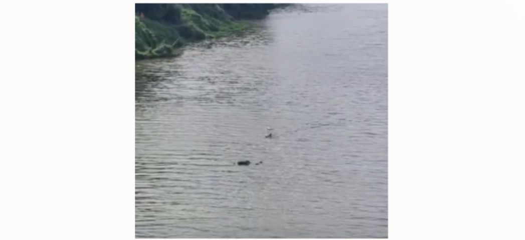 (Vídeo) Em andamento: Bombeiros são acionados para resgate de corpo no Rio Tubarão