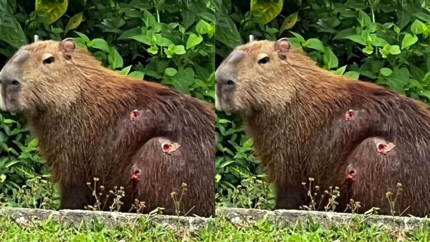 Capivaras são alvo de tiros de chumbinho no Centro de Tubarão