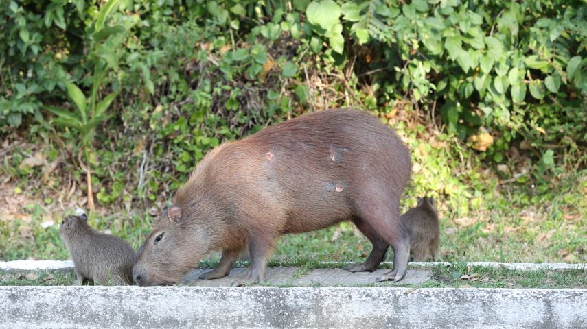 Prefeitura acompanha situação de capivara ferida na beira-rio