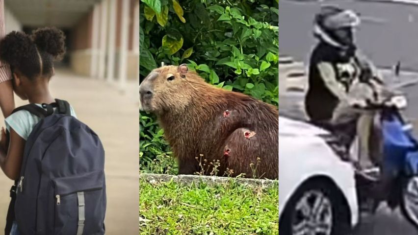 Coluna do Bento: em Tubarão, racismo contra criança, capivara ferida e imprudência no trânsito mostram problema humano