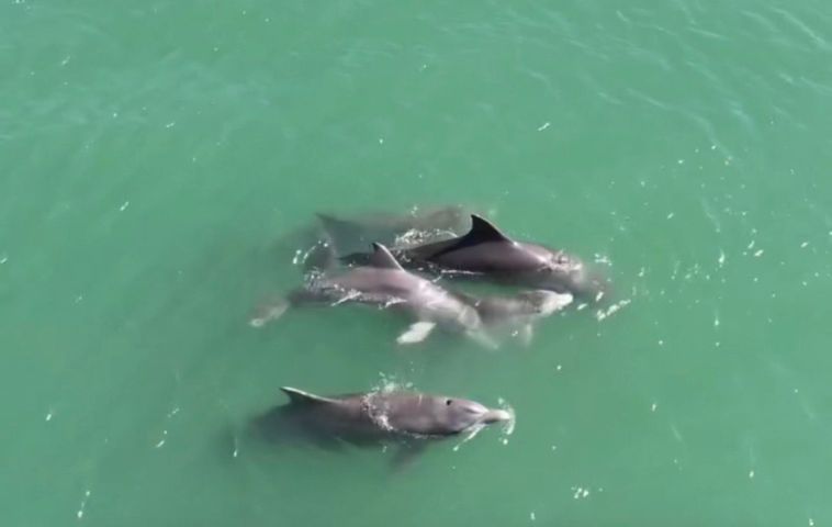 (Vídeo) Encantador: família de golfinhos com filhote é avistada no Farol de Santa Marta neste sábado, 18