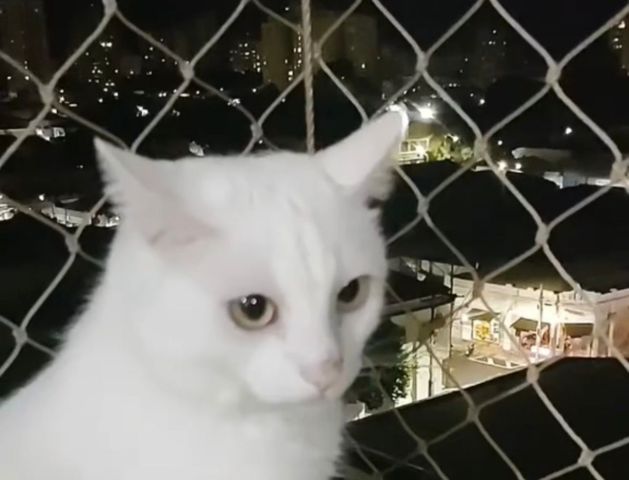 (Vídeo) Gatinho paraplégico encanta ao acompanhar Carreta Furacão da sacada