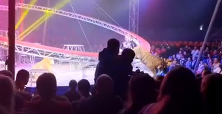 VÍDEO: Tigre salta em direção à plateia após queda de barreira de proteção