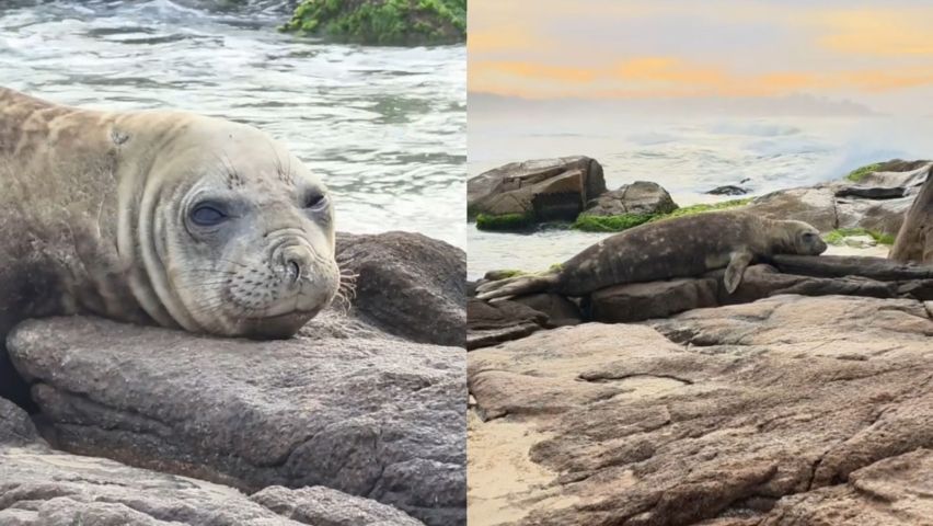 (VÍDEO) Elefante-marinho aproveita feriado de Tiradentes no Farol de Santa Marta
