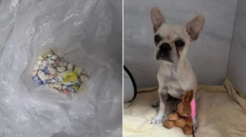 Em SC: cachorro é internado após ingerir 55 pedras de crack