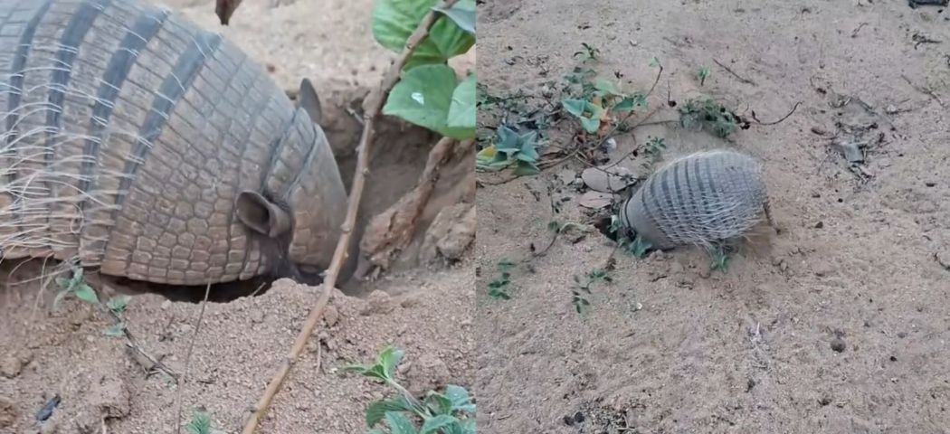 (VÍDEO) Tatu aterroriza moradores, devora plantações e vira fenômeno nas redes