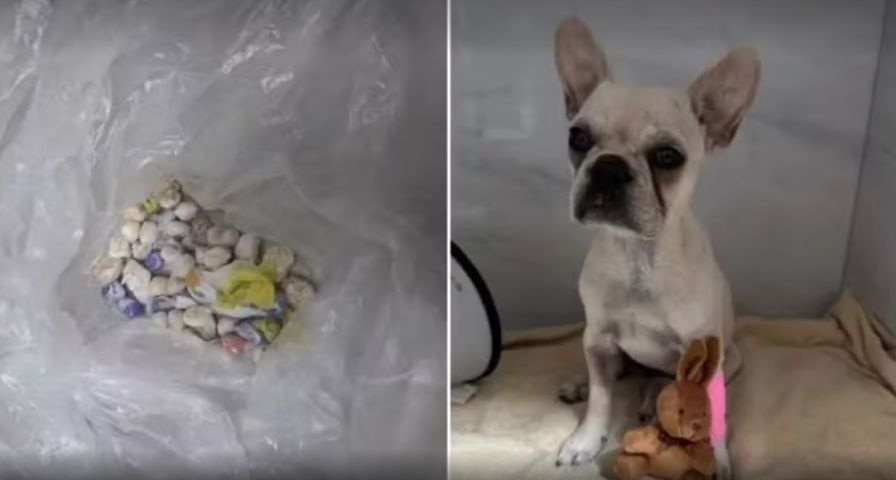 Tutora de filhote de buldogue que ingeriu mais de 50 pedras de crack é solta em SC