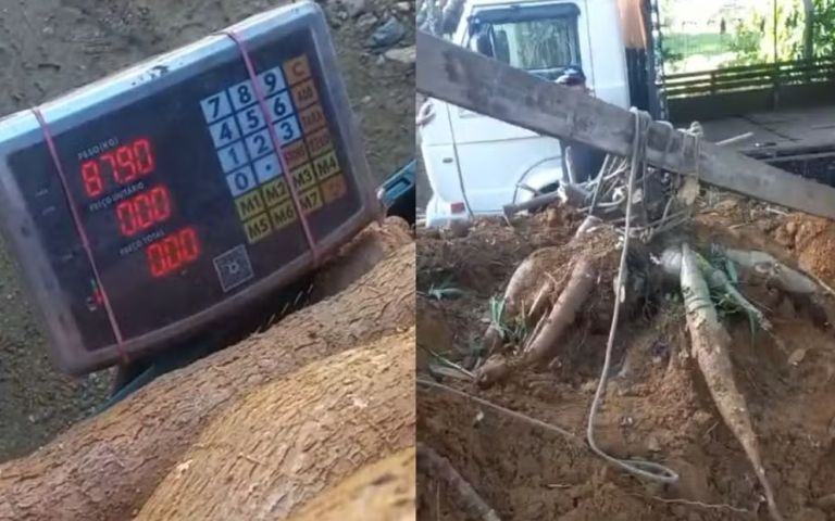 (Vídeo) Família organiza 'força-tarefa' para colher pé de mandioca gigante de 84 kg em SC: 'Não tinha noção'