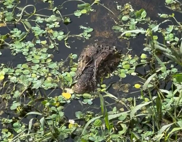 (VÍDEO) Jacaré dá as caras e vira atração no bairro São Martinho, em Tubarão
