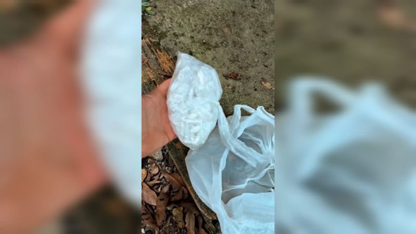 Com ajuda do cão policial, Polícia Militar localiza drogas escondidas em um forro de uma residência, em Tubarão