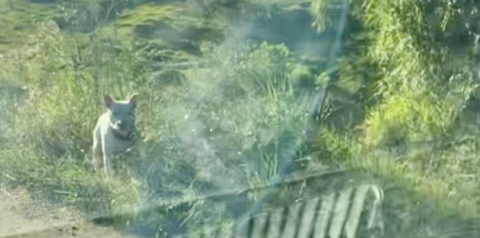 Moradores denunciam abandono de animais na Guarda Margem Esquerda, em Tubarão