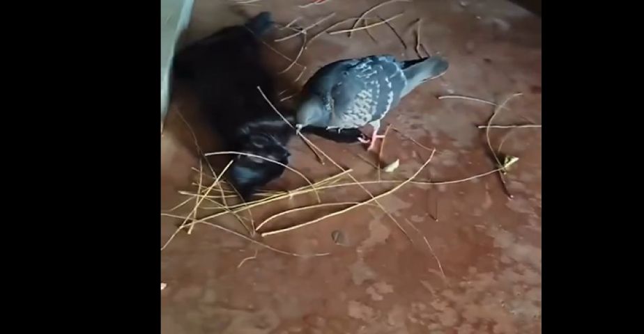 (Vídeo) Pomba ajuda gata grávida a criar ninho e conquista corações na internet