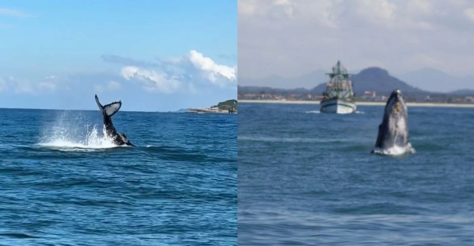 VÍDEO: Baleia gigante de até 16 metros aparece em SC e imagens impressionam