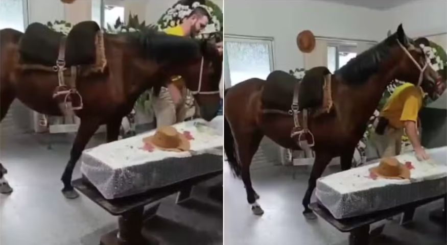 (Vídeo) Égua relincha ao ver tutor em caixão e emociona família durante velório em SC