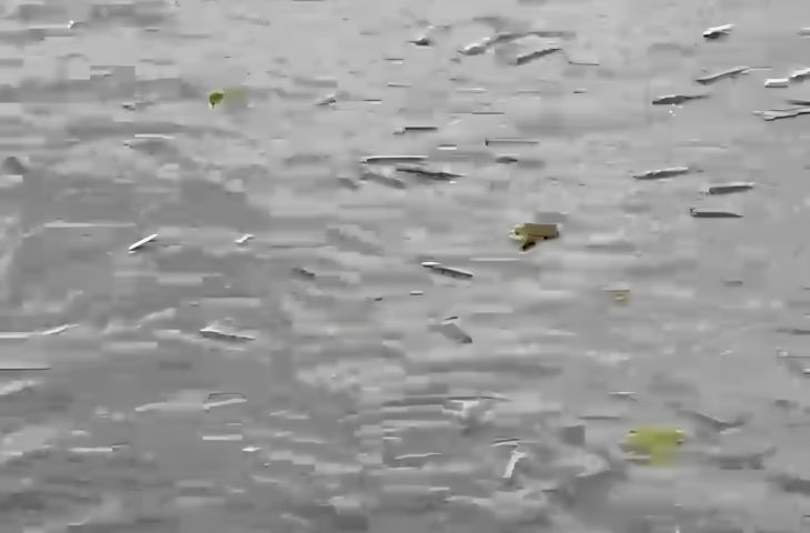 (Vídeo) Mortandade de peixes é registrada no Bairro Congonhas, em Tubarão; causas são investigadas