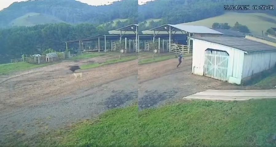 Jovem escapa de ataque de javali em Santa Catarina