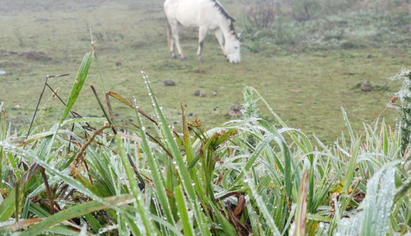 Geada na Serra de SC transforma paisagem com temperatura de 0°C no último dia de abril