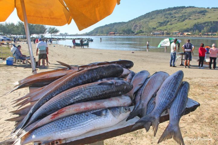 (Vídeo) Safra da Tainha 2026 começa nesta sexta-feira, dia 1º de maio