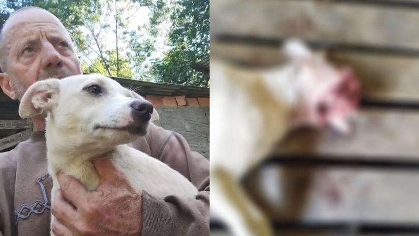Cachorro é encontrado morto em Tubarão com rosto destruído e suspeita é de execução com tiro ou rojão