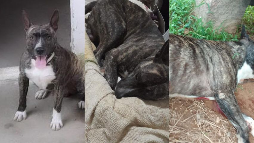 Família denuncia morte de cachorro durante operação policial em Tubarão