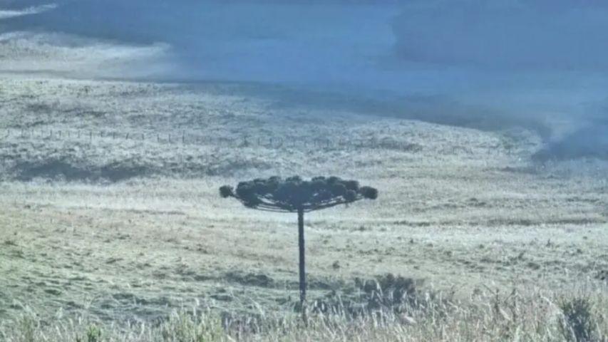 Temperaturas despencam abaixo de 0°C em final de semana com chance de geada em SC