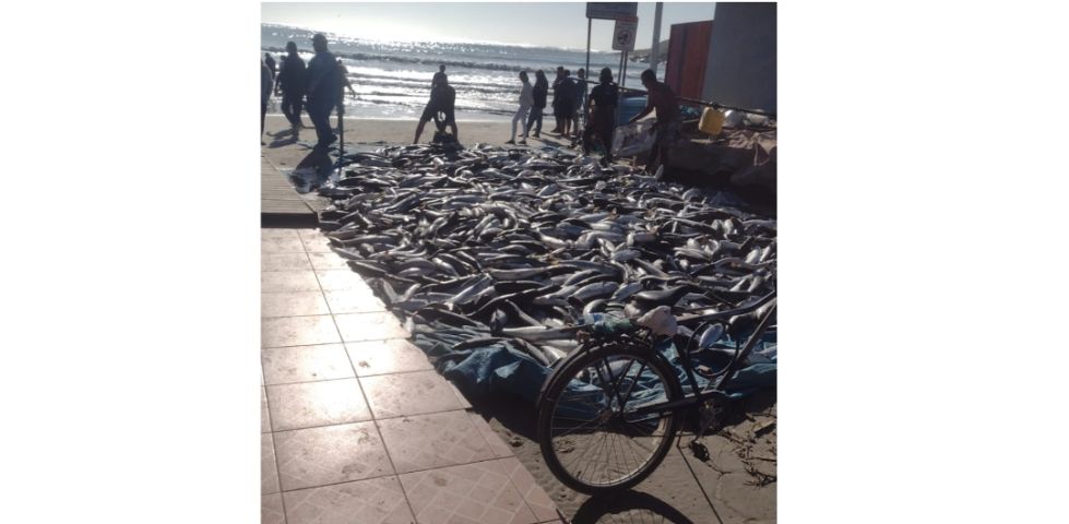 (Vídeo) Aproximadamente 3 toneladas de tainha são pescadas na Praia de Itapirubá
