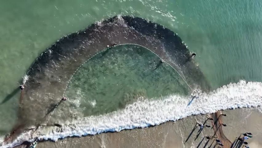 (VÍDEO) Cerco de tainhas na Praia da Pinheira encanta moradores e turistas 