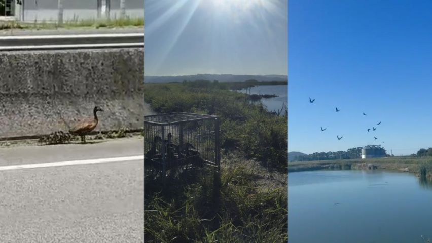 (VÍDEO) Marrecos resgatados pela PRF na BR-101 em Tubarão são devolvidos à natureza