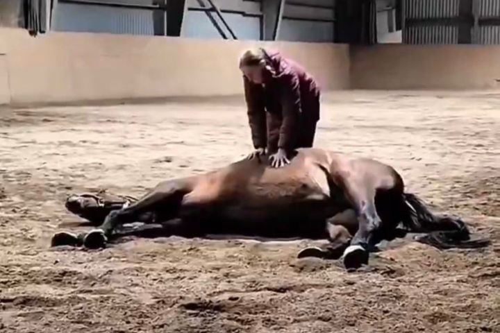 (VÍDEO) Pum salva égua de cirurgia e vídeo viraliza nas redes sociais