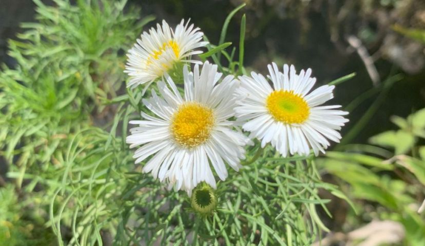 Única no mundo: flor rara da Serra catarinense floresce entre neblina e frio intenso