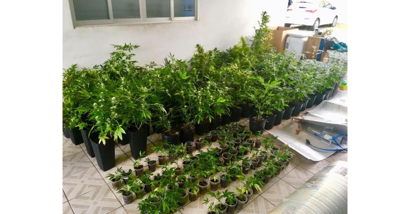 160 pés de maconha são descobertos em casa, em Garopaba