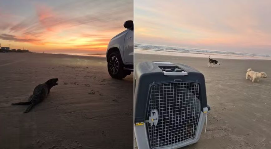 (Vídeo) Lobo-marinho morre com fratura no crânio após ser atacado por cães em Araranguá