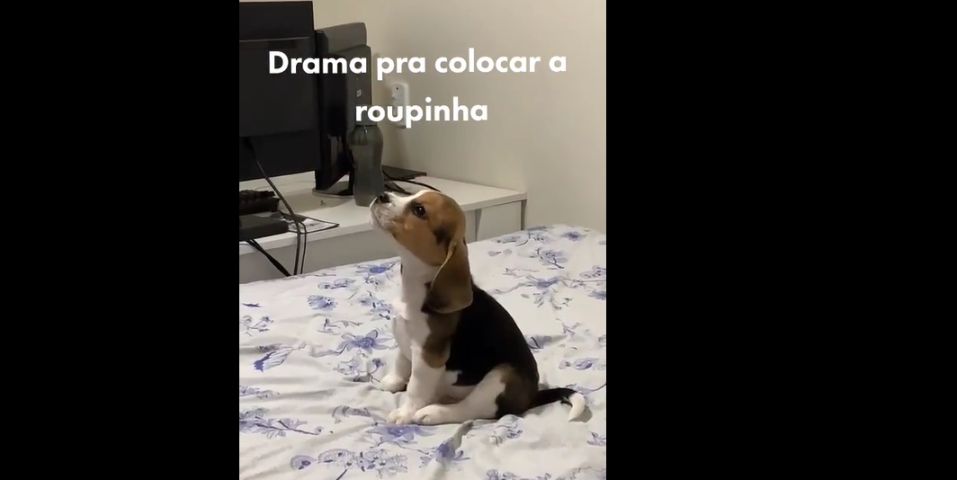 (Vídeo) Beagle 'faz drama' ao vestir roupinha e vídeo diverte internautas nas redes sociais