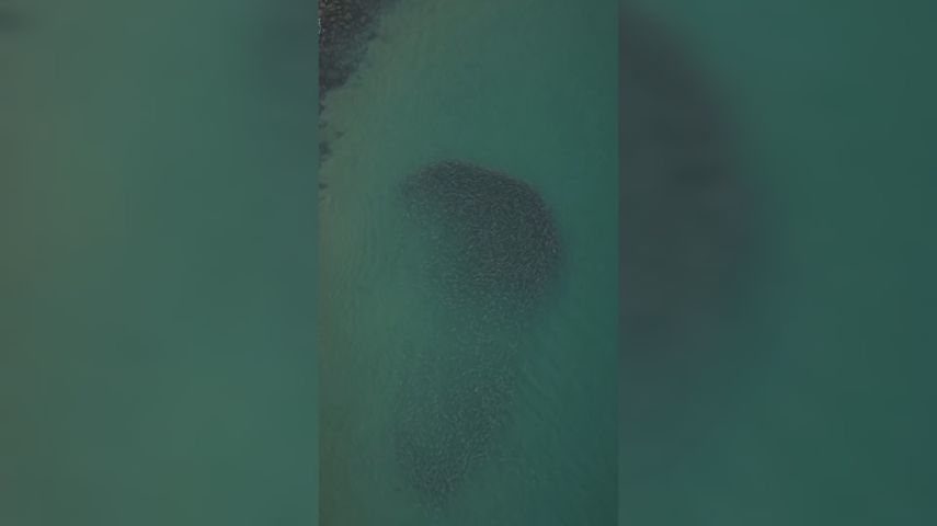 VÍDEO: “Mancha” no mar com mais de 40 mil peixes impressiona na Praia de Itapirubá