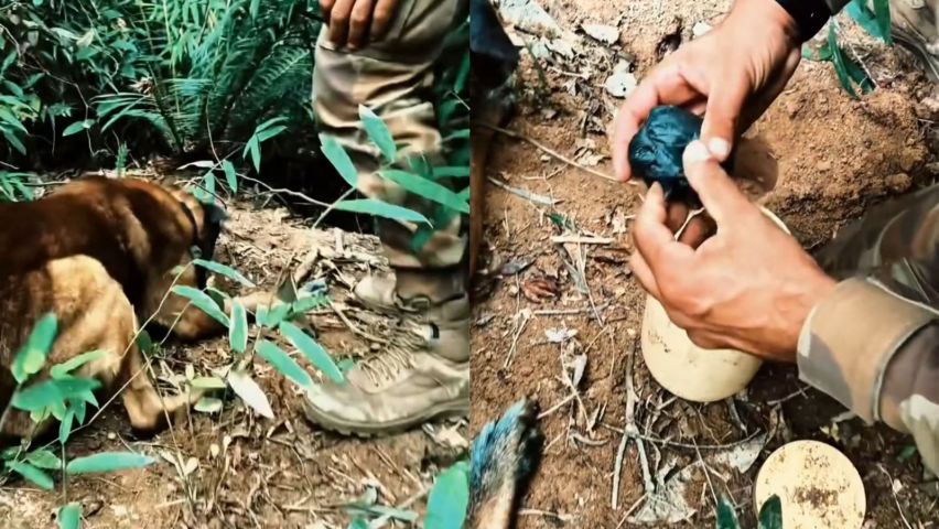 Cão da PM encontra mais de 1 kg de cocaína enterrado em Tubarão