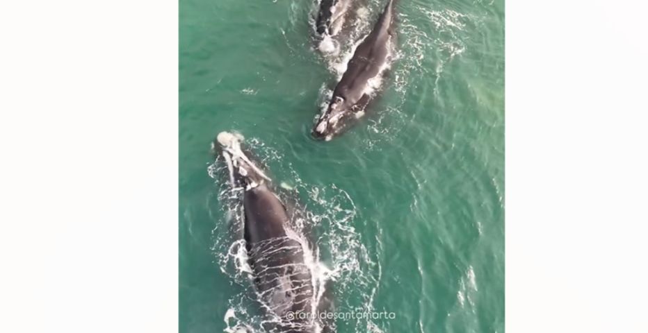 (Vídeo) Elas chegaram! Quatro baleias-francas são avistadas no Farol de Santa Marta