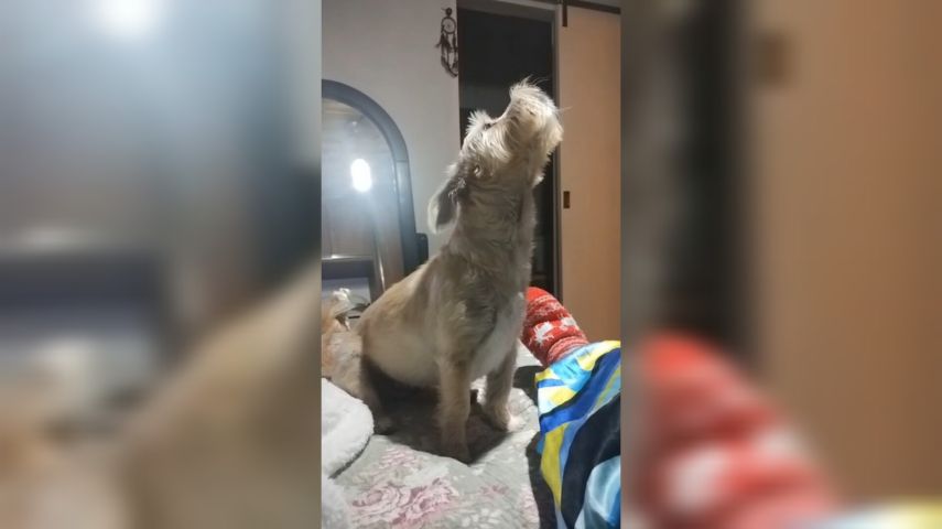 VÍDEO: Cachorrinha emociona família ao uivar de saudade da tutora