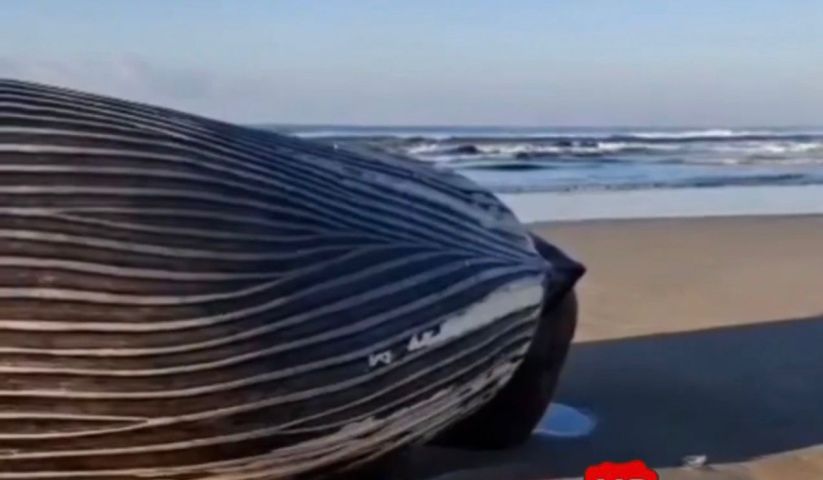 Baleia jubarte de cerca de 15 metros é encontrada encalhada em praia de Jaguaruna