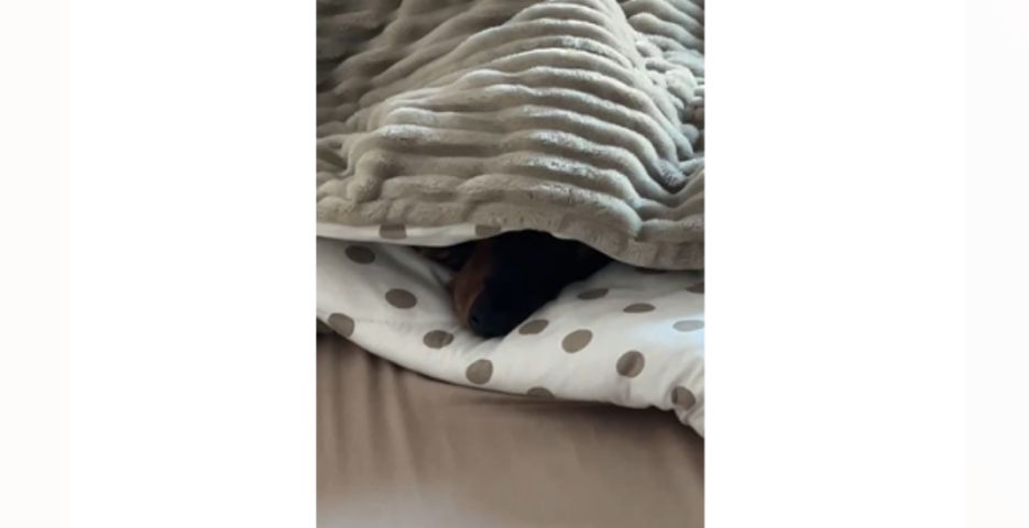 ‘Cadê o Zack?’ Cãozinho de Tubarão repete cena viral e aparece novamente só com o focinho para fora das cobertas
