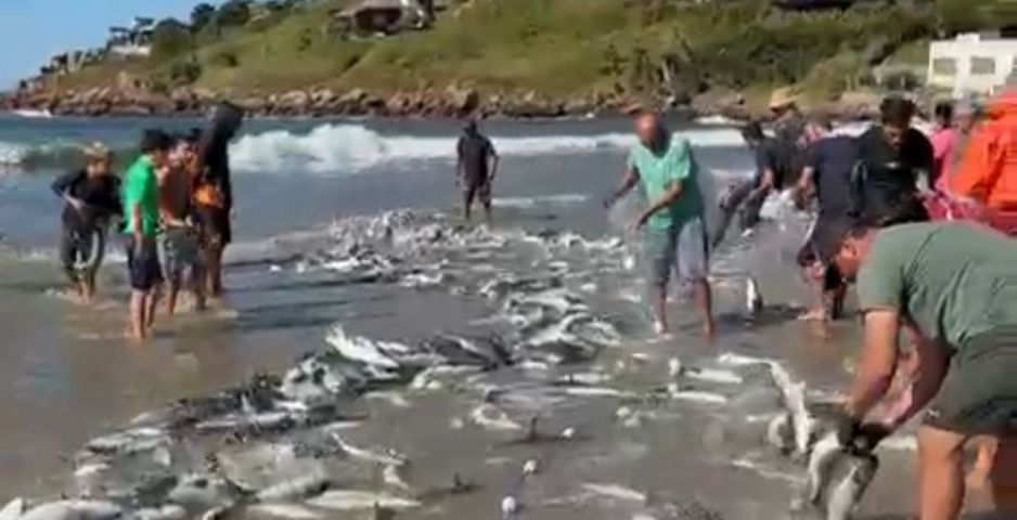 (VÍDEO) Cerco de tainhas garante captura de cerca de 5 toneladas na Prainha do Farol