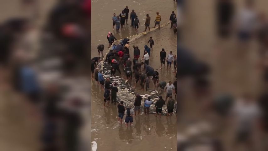 VÍDEO: Pescadores fazem grande captura de tainhas na Praia de Cima, em Palhoça
