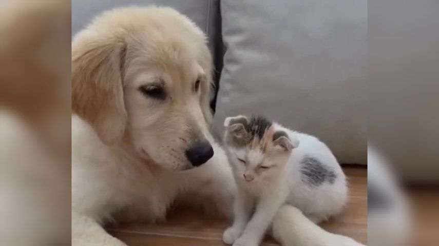 VÍDEO: Filhote de golden retriever ajuda gatinho a se acalmar