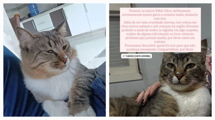 Moradores denunciam envenenamento de animais no bairro Fábio Silva, em Tubarão