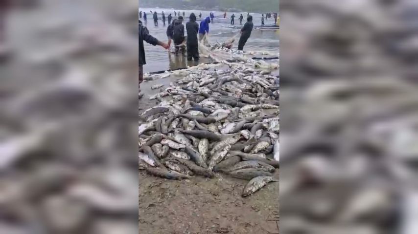 VÍDEO: Grande quantidade de tainha é pescada em Itapirubá