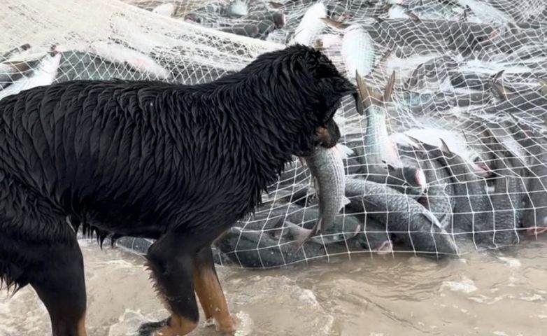 (VÍDEO) Cãozinho rouba a cena durante pesca de mais de 10 mil tainhas em Bombinhas